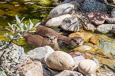 Tierischer Zuwachs in der botanika Bremen